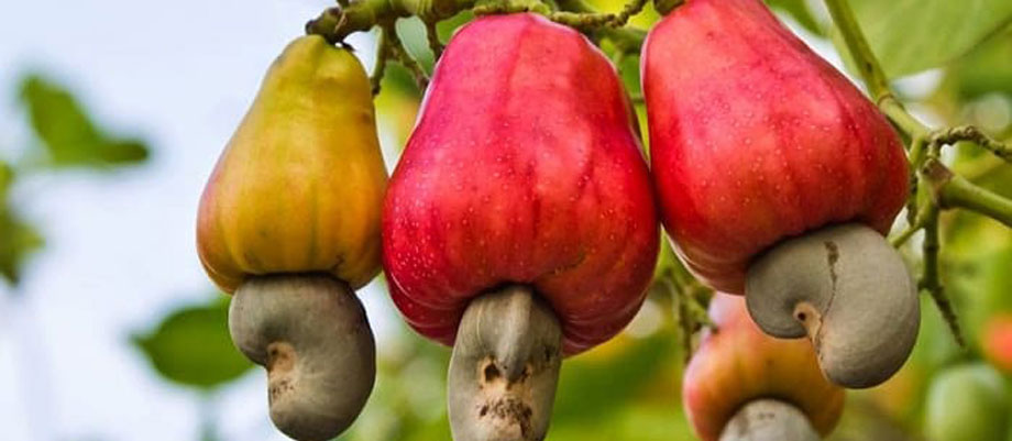You are currently viewing Planting Cashew Nut Trees in Uganda