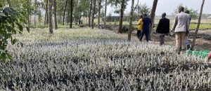 Read more about the article Growing Hass Avocado in Uganda