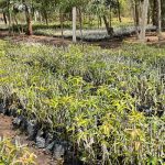 Benefits Of Tree Planting