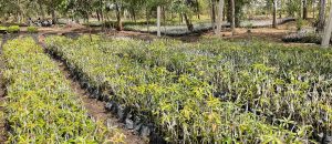 Read more about the article Benefits Of Tree Planting